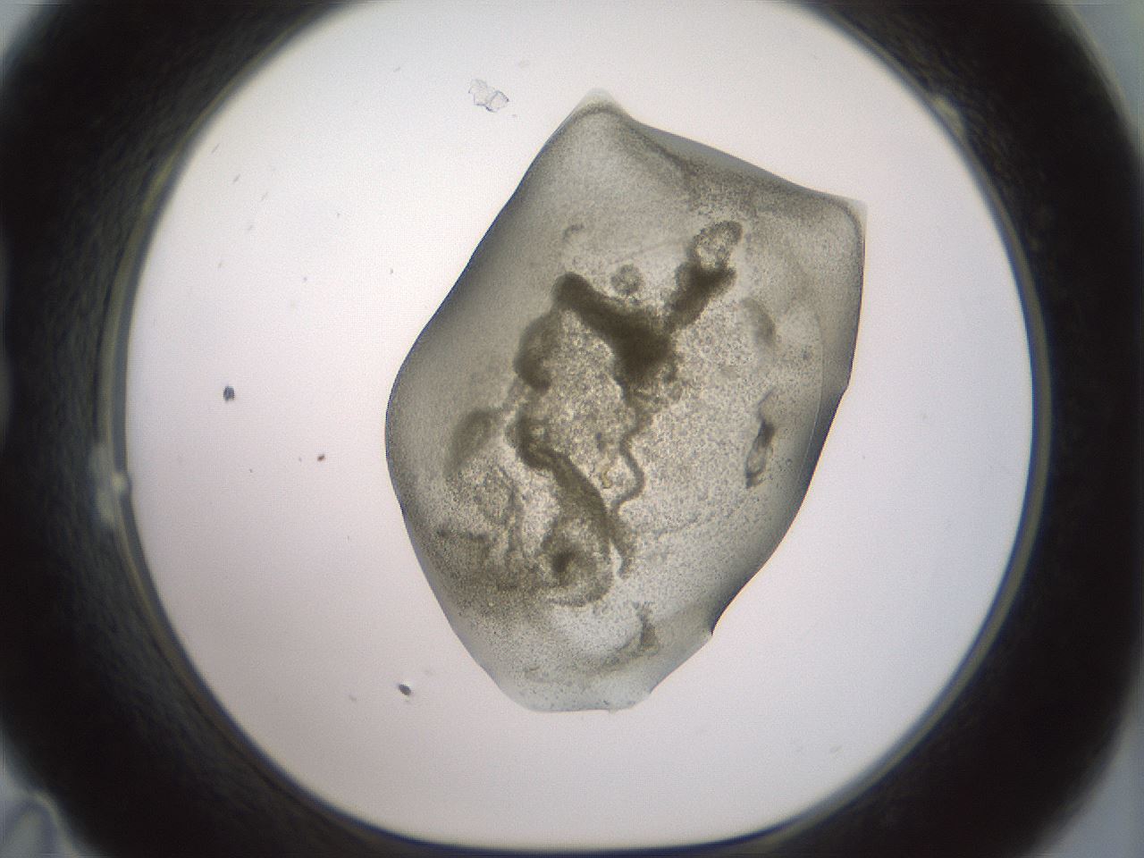 folderID15_plateID2015_batchID8963_wellNum23_profileID1_d1_r135510_ef.jpg