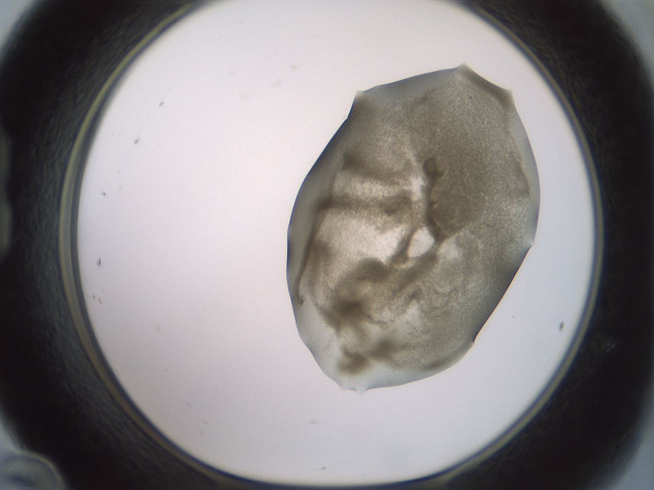 folderID15_plateID2015_batchID8963_wellNum24_profileID1_d1_r135512_ef.jpg