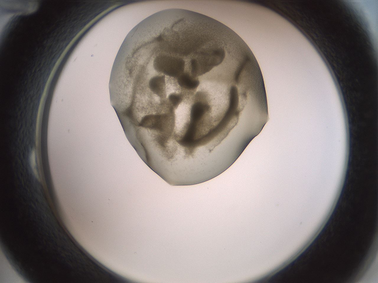 folderID15_plateID2015_batchID8963_wellNum24_profileID1_d2_r135513_ef.jpg