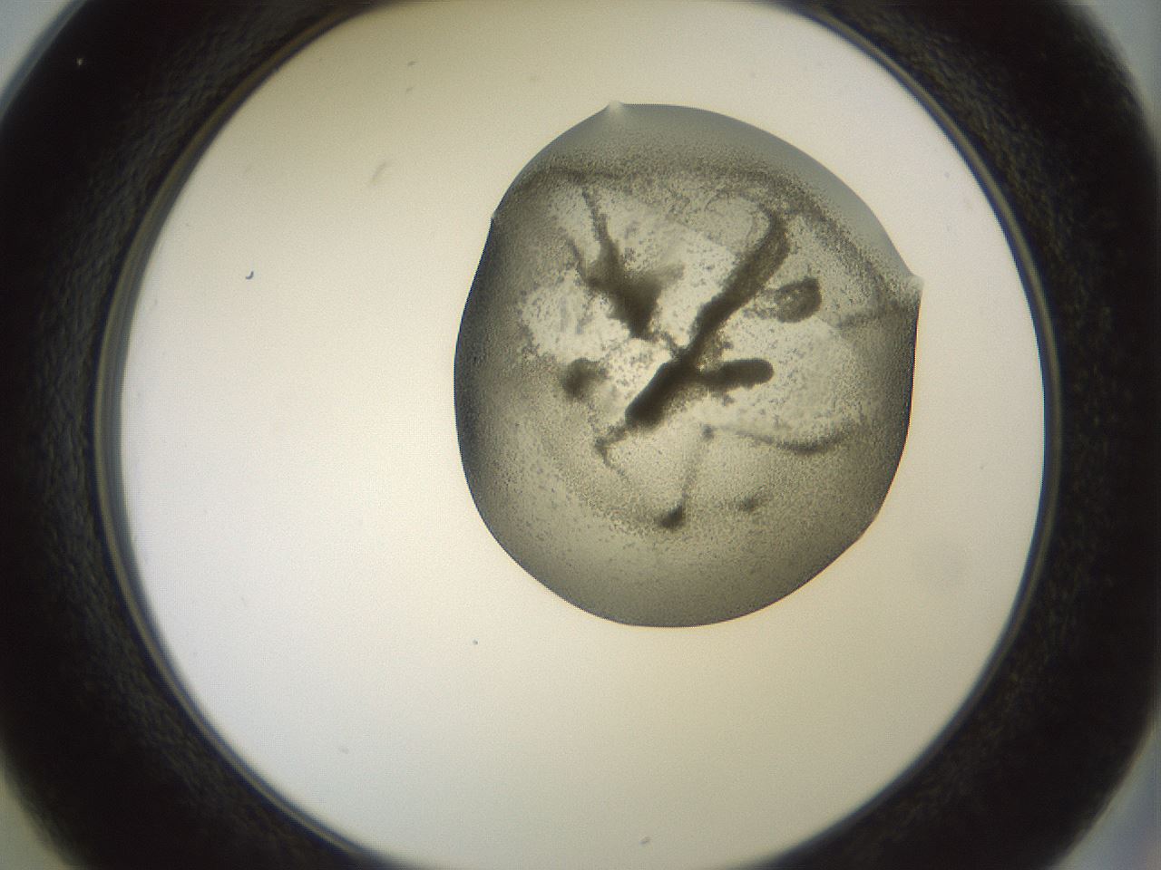 folderID15_plateID2015_batchID8963_wellNum25_profileID1_d2_r135515_ef.jpg