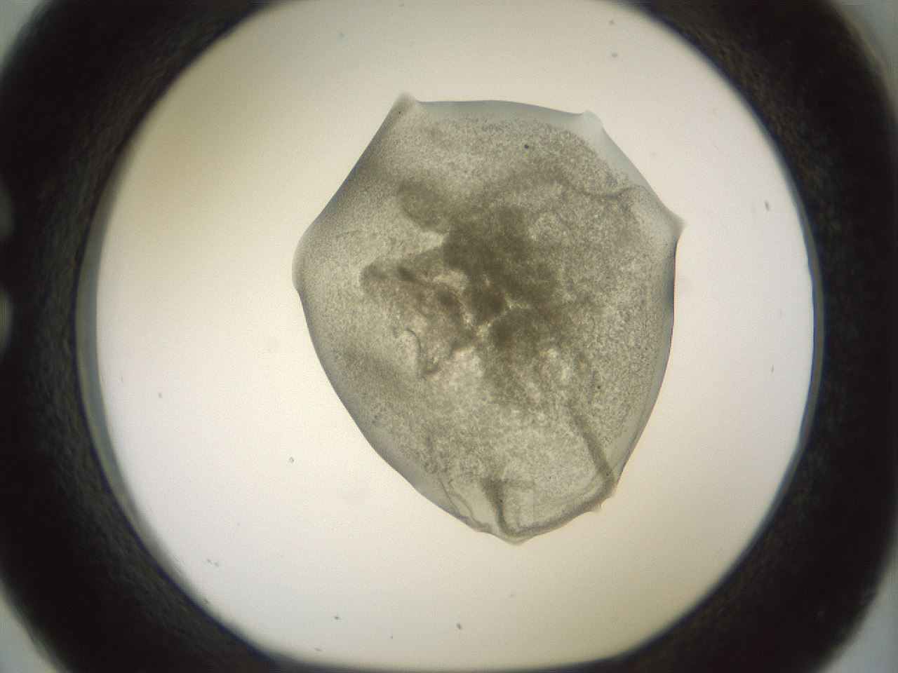 folderID15_plateID2015_batchID8963_wellNum26_profileID1_d1_r135516_ef.jpg