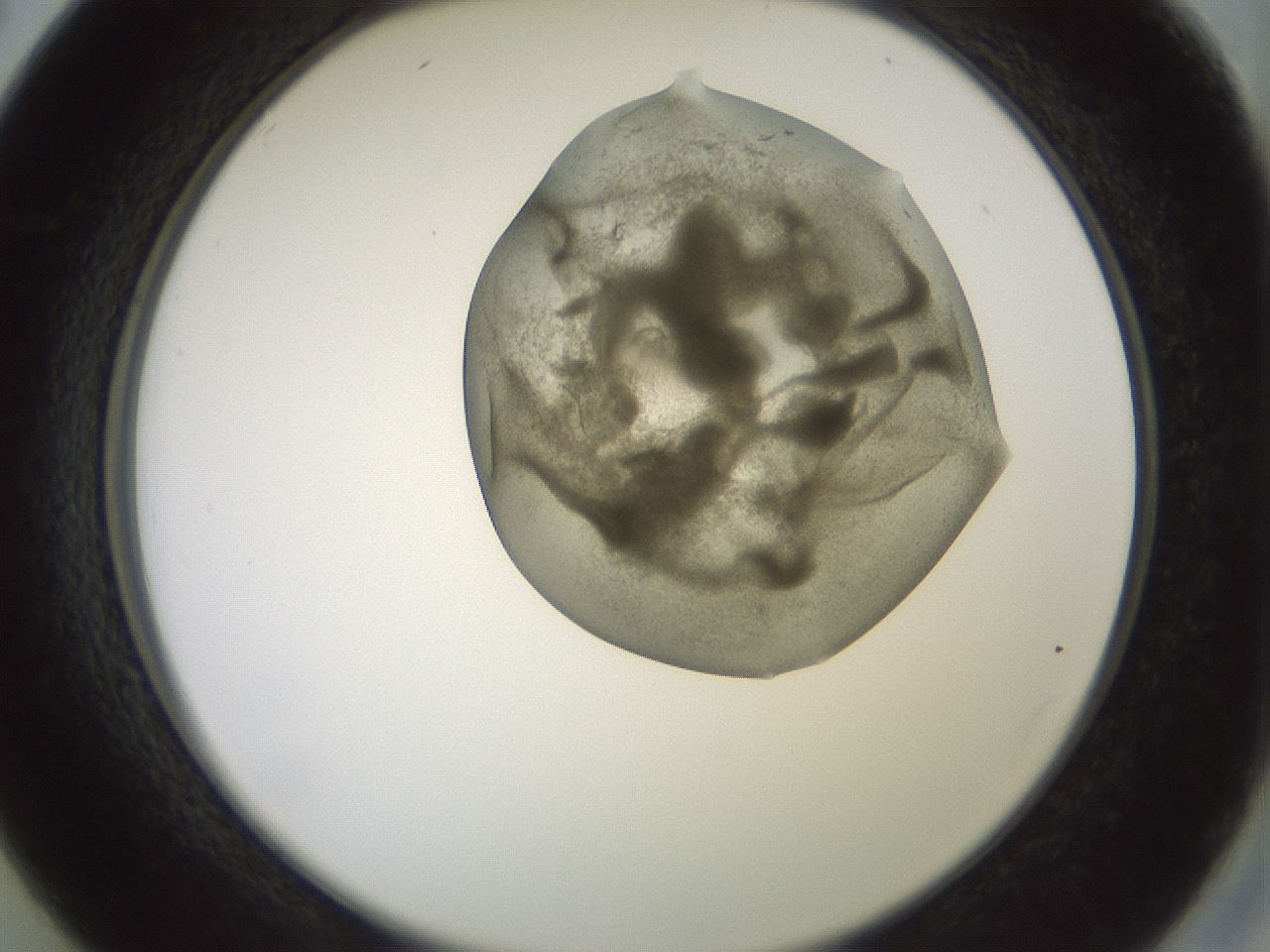 folderID15_plateID2015_batchID8963_wellNum26_profileID1_d2_r135517_ef.jpg