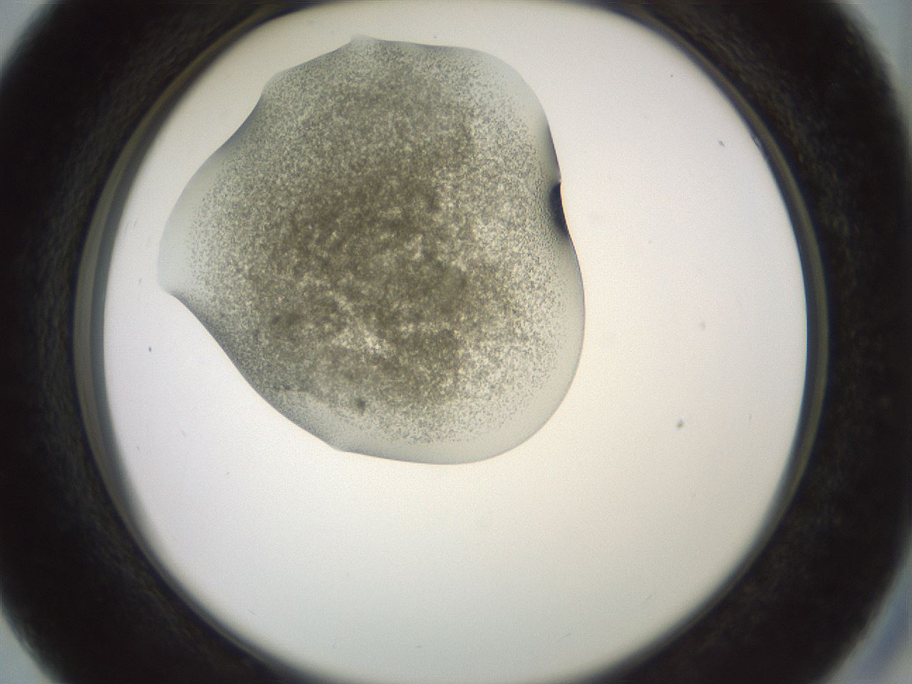 folderID15_plateID2015_batchID8963_wellNum27_profileID1_d2_r135519_ef.jpg