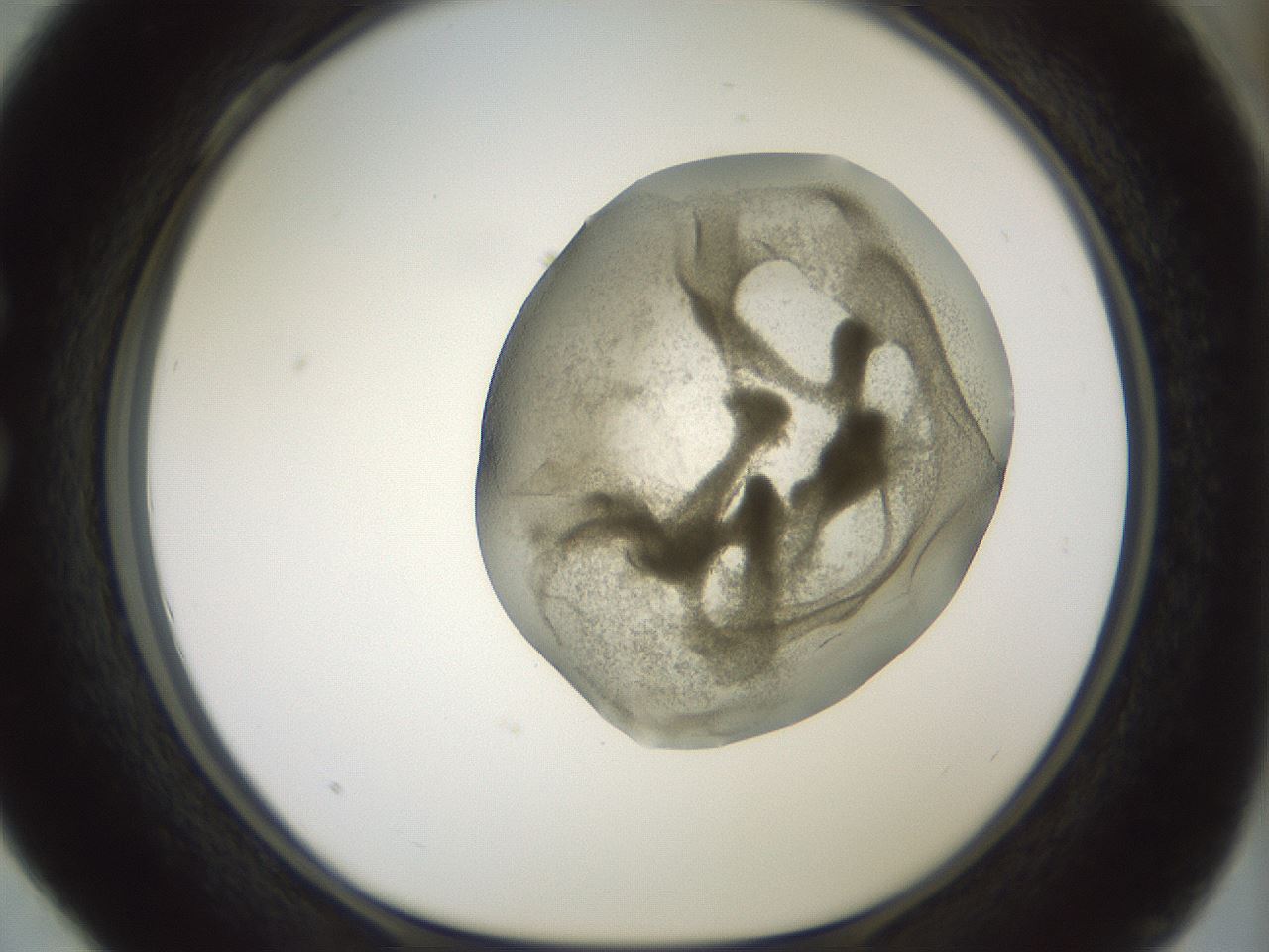 folderID15_plateID2015_batchID8963_wellNum28_profileID1_d1_r135520_ef.jpg