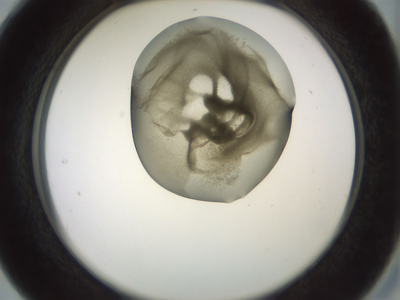 folderID15_plateID2015_batchID8963_wellNum28_profileID1_d2_r135521_ef.jpg