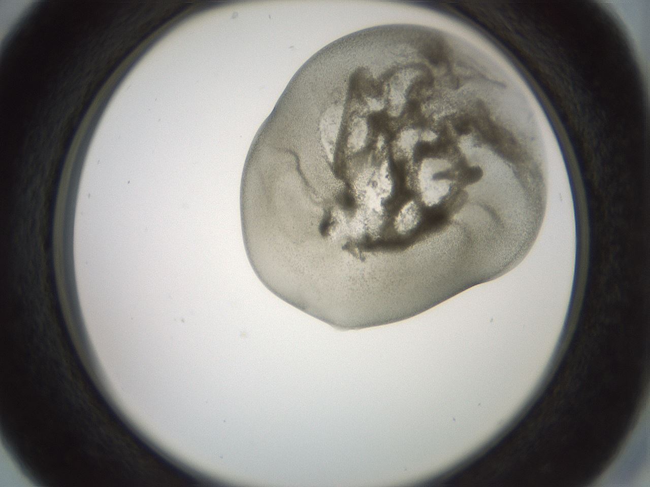 folderID15_plateID2015_batchID8963_wellNum29_profileID1_d2_r135523_ef.jpg