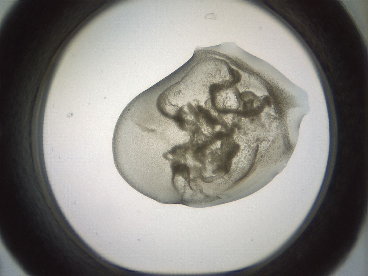 folderID15_plateID2015_batchID8963_wellNum31_profileID1_d1_r135526_ef.jpg