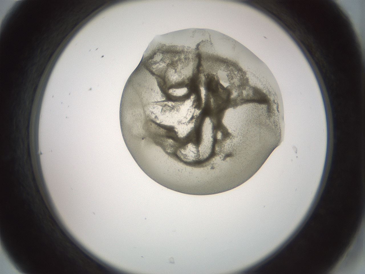 folderID15_plateID2015_batchID8963_wellNum31_profileID1_d2_r135527_ef.jpg