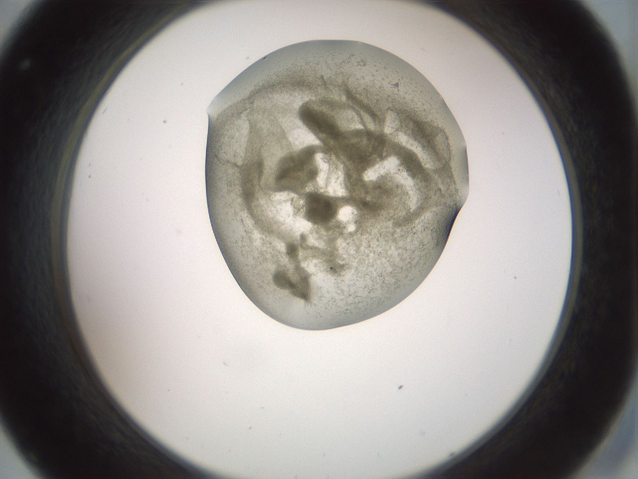 folderID15_plateID2015_batchID8963_wellNum32_profileID1_d2_r135529_ef.jpg