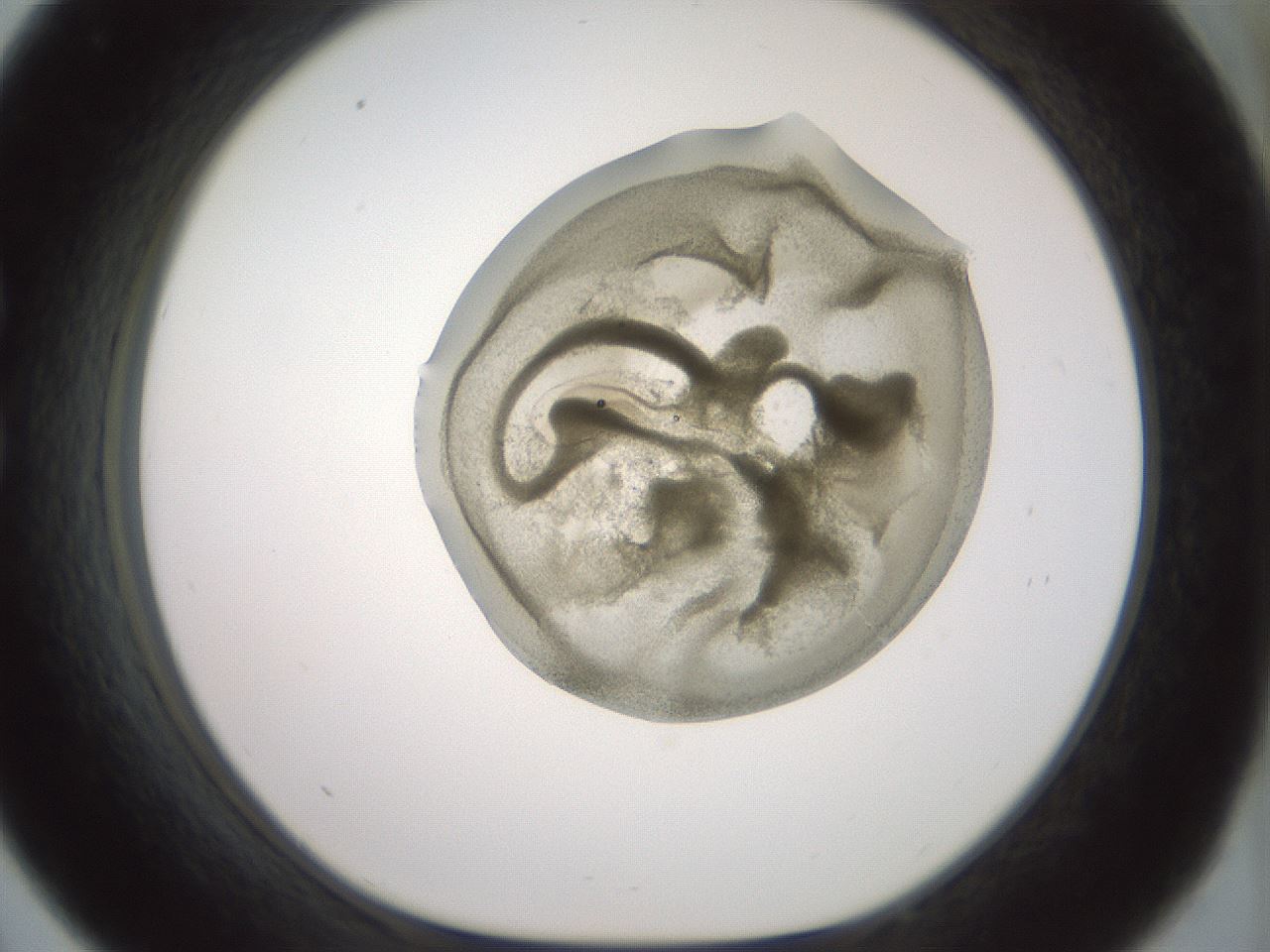 folderID15_plateID2015_batchID8963_wellNum33_profileID1_d1_r135530_ef.jpg