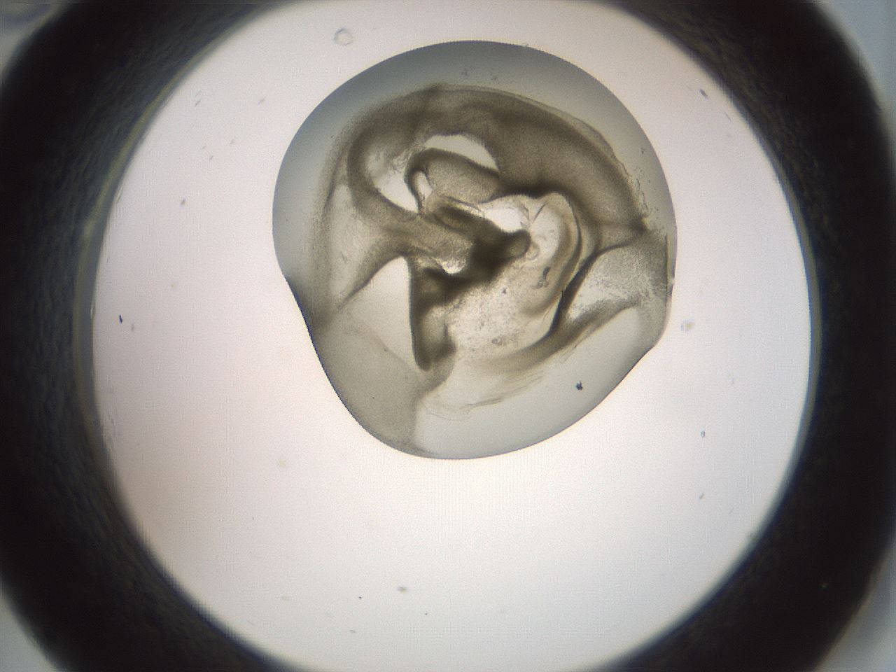 folderID15_plateID2015_batchID8963_wellNum34_profileID1_d2_r135533_ef.jpg