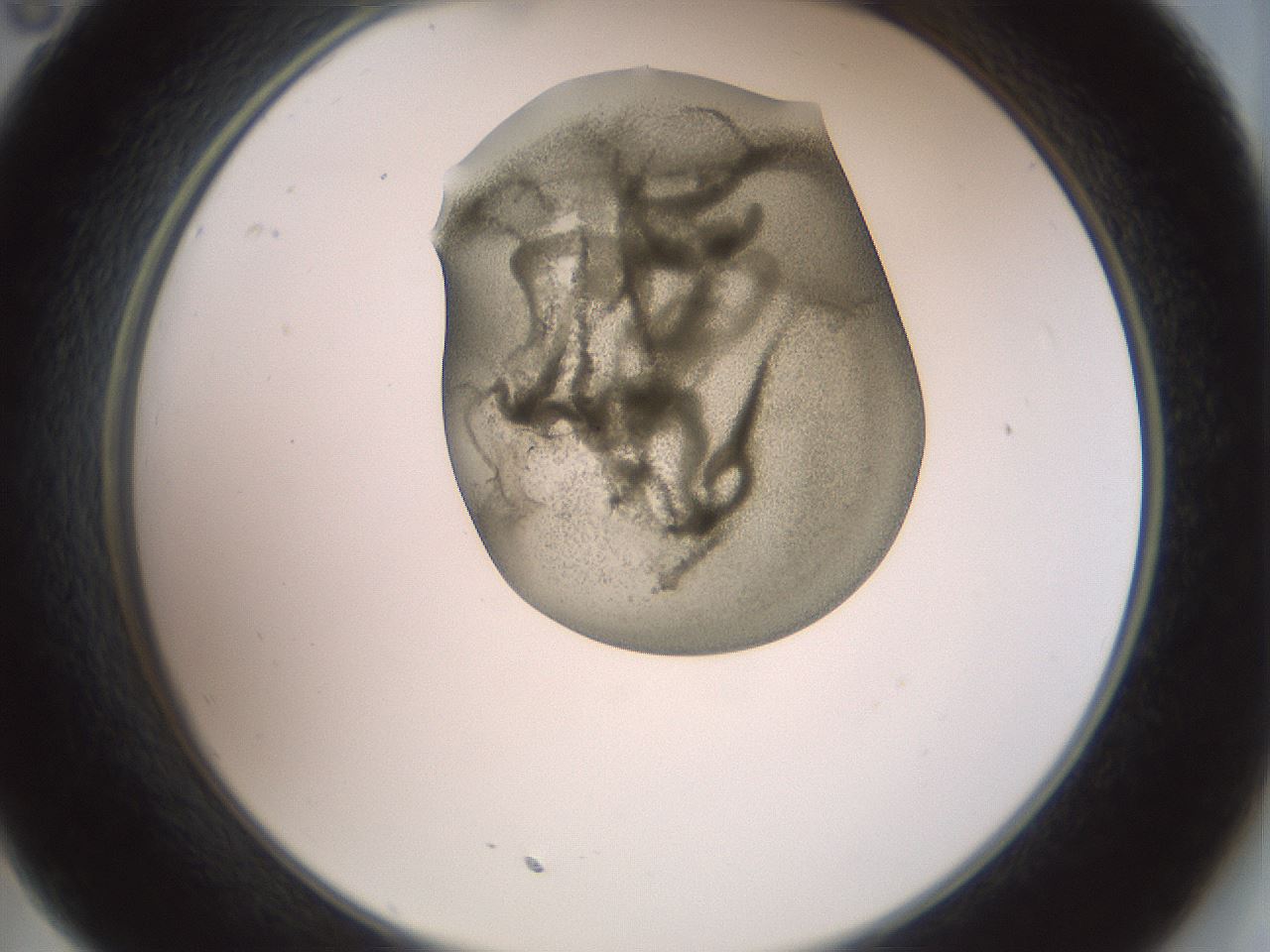 folderID15_plateID2015_batchID8963_wellNum35_profileID1_d2_r135535_ef.jpg