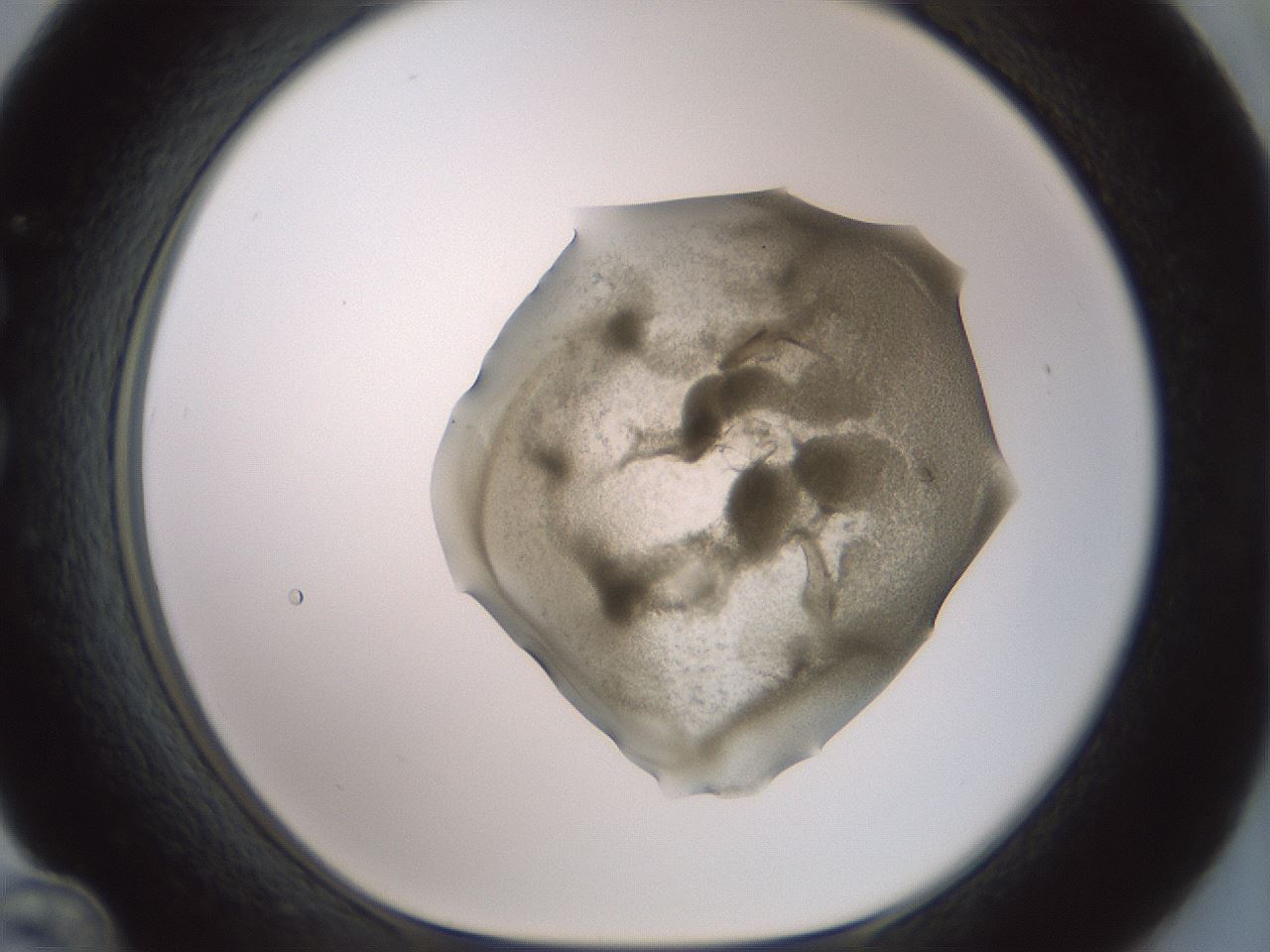 folderID15_plateID2015_batchID8963_wellNum36_profileID1_d1_r135536_ef.jpg