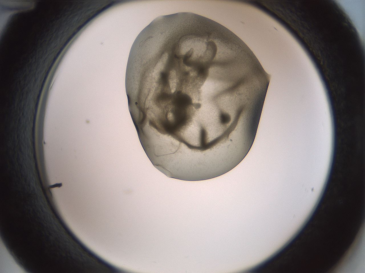 folderID15_plateID2015_batchID8963_wellNum36_profileID1_d2_r135537_ef.jpg