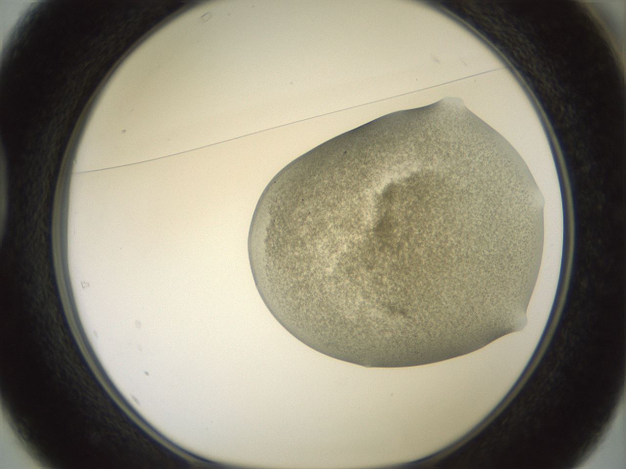 folderID15_plateID2015_batchID8963_wellNum37_profileID1_d1_r135538_ef.jpg