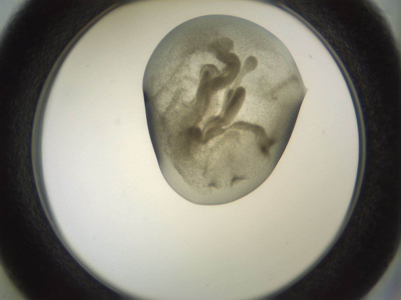 folderID15_plateID2015_batchID8963_wellNum37_profileID1_d2_r135539_ef.jpg