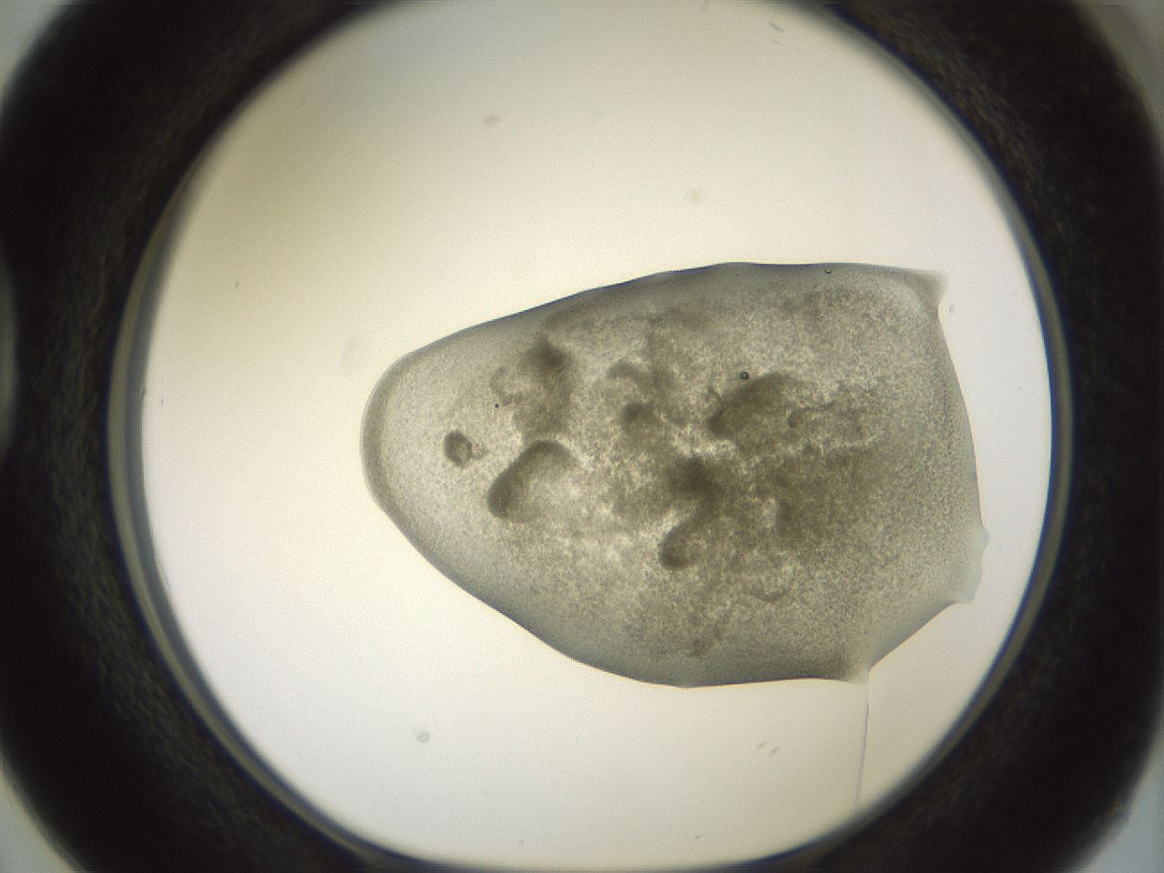 folderID15_plateID2015_batchID8963_wellNum38_profileID1_d1_r135540_ef.jpg