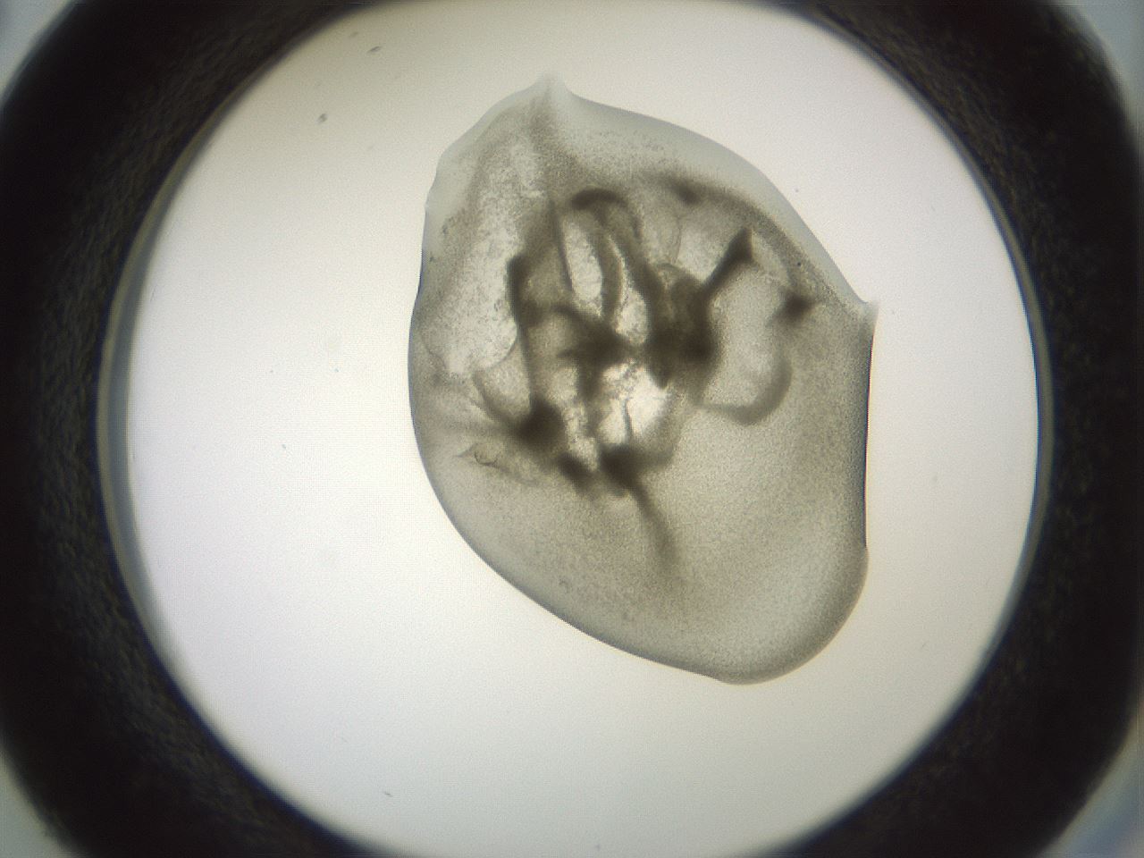 folderID15_plateID2015_batchID8963_wellNum38_profileID1_d2_r135541_ef.jpg