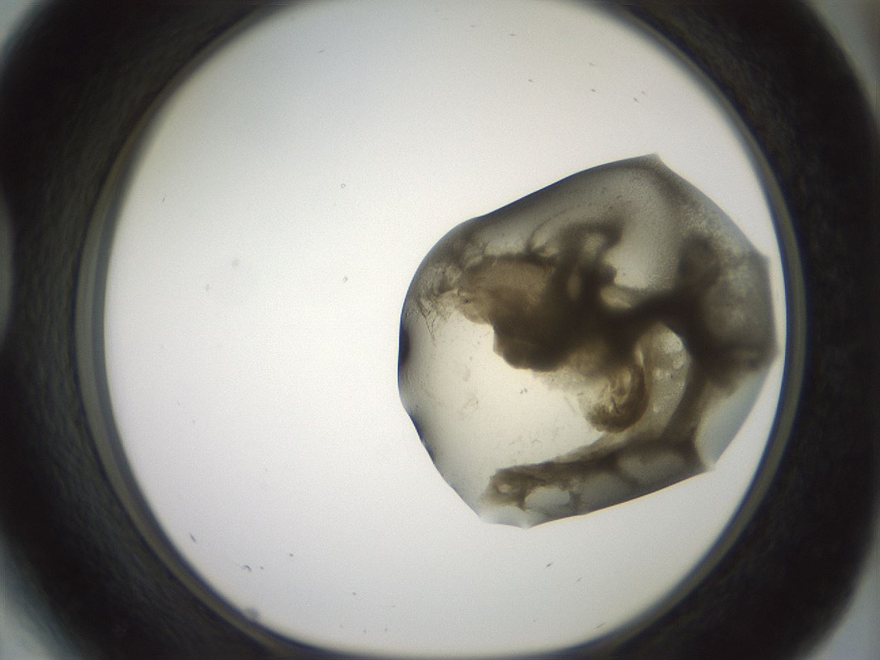 folderID15_plateID2015_batchID8963_wellNum41_profileID1_d1_r135546_ef.jpg