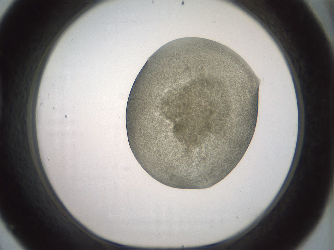 folderID15_plateID2015_batchID8963_wellNum45_profileID1_d1_r135554_ef.jpg