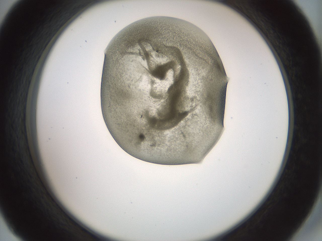 folderID15_plateID2015_batchID8963_wellNum45_profileID1_d2_r135555_ef.jpg