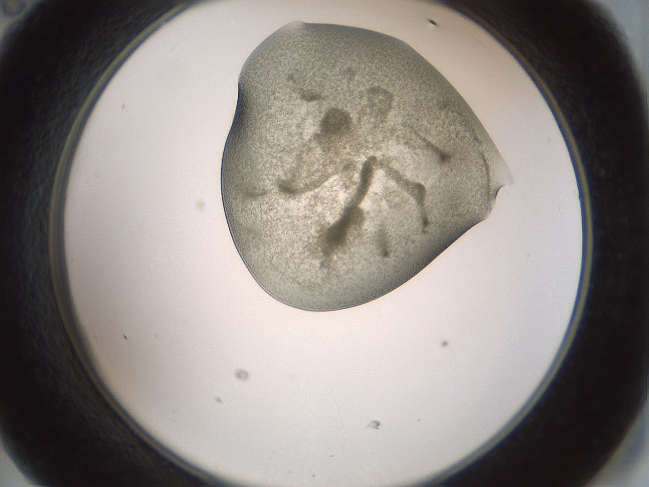folderID15_plateID2015_batchID8963_wellNum47_profileID1_d2_r135559_ef.jpg