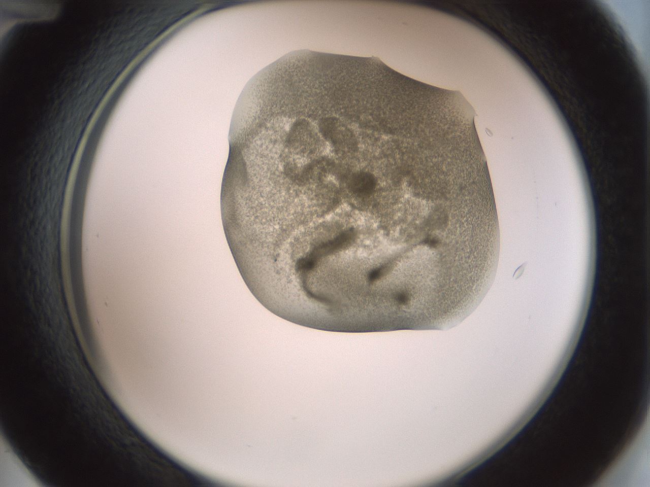 folderID15_plateID2015_batchID8963_wellNum48_profileID1_d2_r135561_ef.jpg