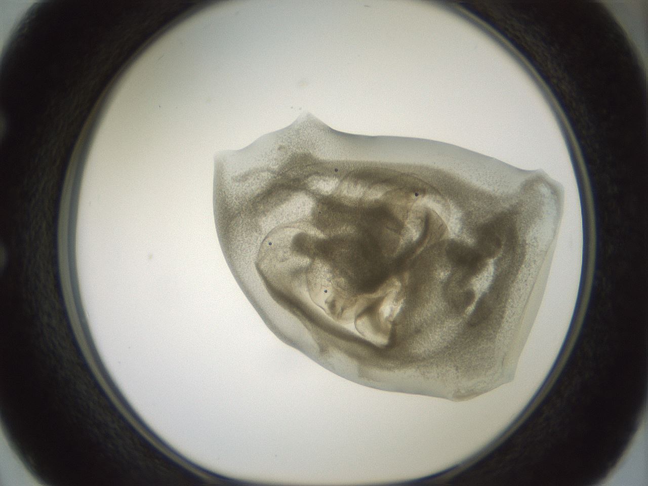 folderID15_plateID2015_batchID8963_wellNum50_profileID1_d1_r135564_ef.jpg