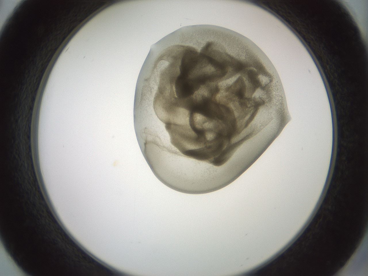 folderID15_plateID2015_batchID8963_wellNum50_profileID1_d2_r135565_ef.jpg
