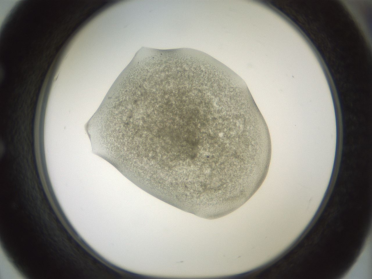 folderID15_plateID2015_batchID8963_wellNum51_profileID1_d1_r135566_ef.jpg