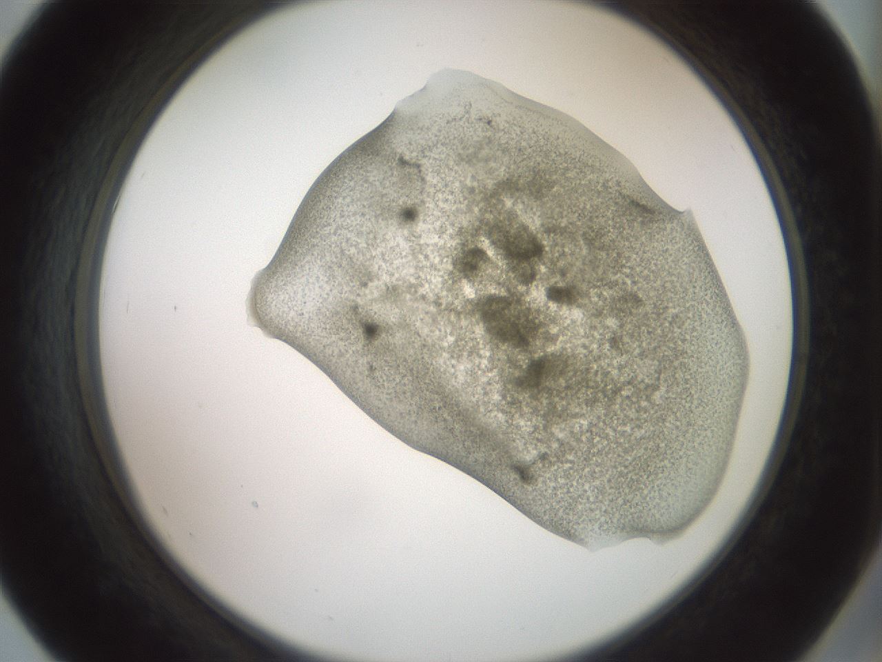 folderID15_plateID2015_batchID8963_wellNum55_profileID1_d2_r135575_ef.jpg