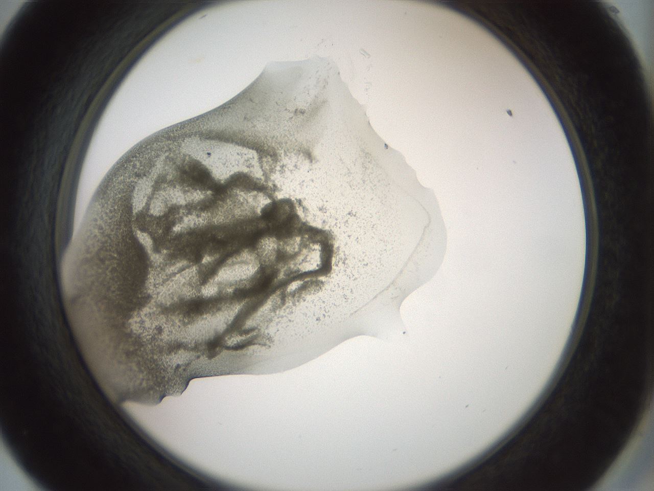 folderID15_plateID2015_batchID8963_wellNum57_profileID1_d2_r135579_ef.jpg