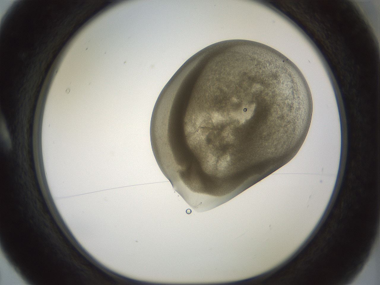 folderID15_plateID2015_batchID8963_wellNum5_profileID1_d1_r135474_ef.jpg