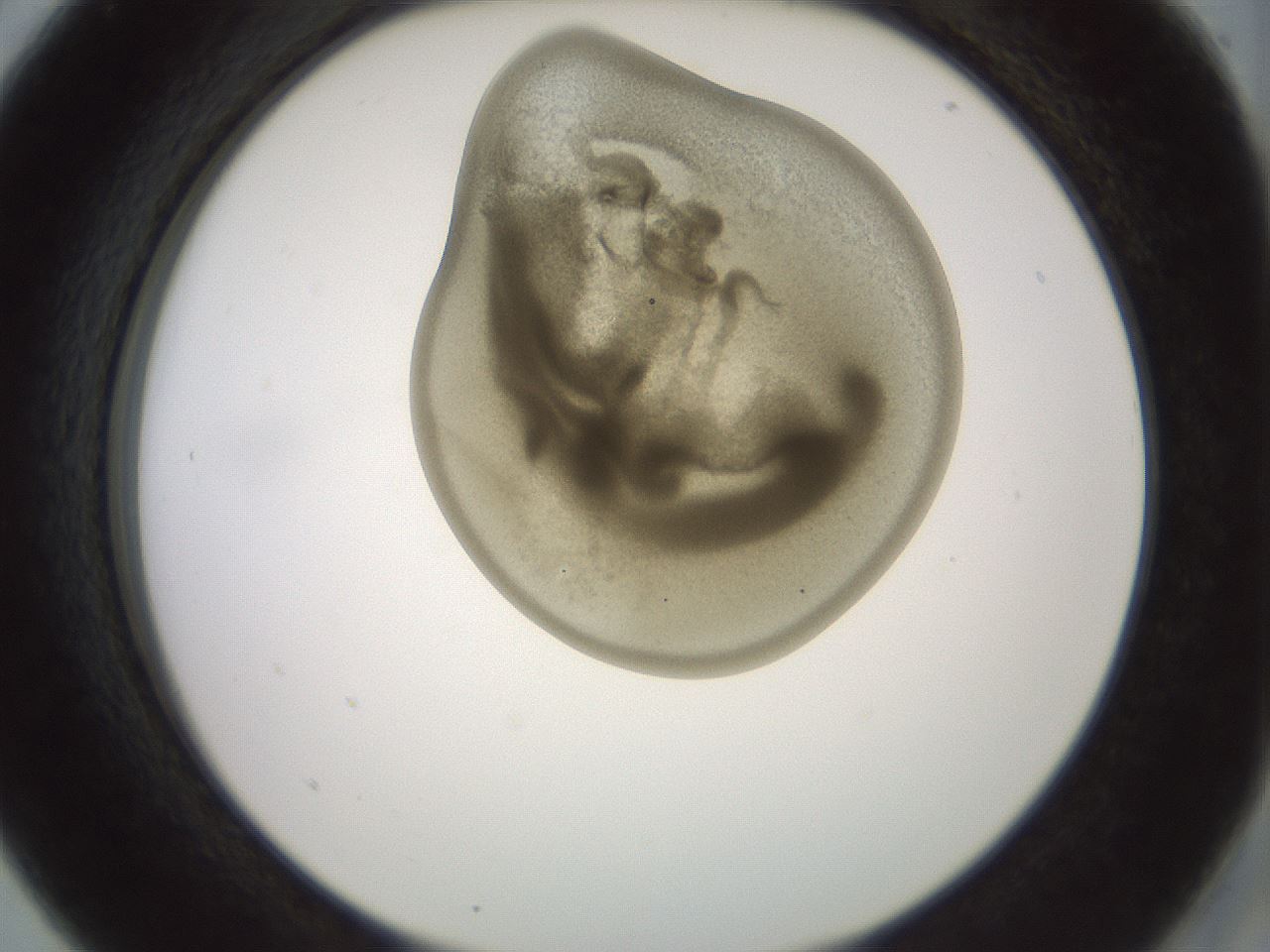 folderID15_plateID2015_batchID8963_wellNum5_profileID1_d2_r135475_ef.jpg