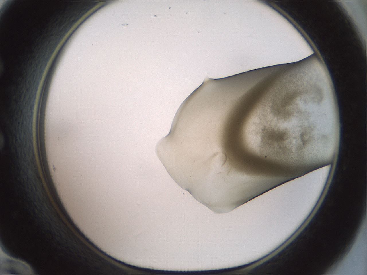 folderID15_plateID2015_batchID8963_wellNum60_profileID1_d1_r135584_ef.jpg
