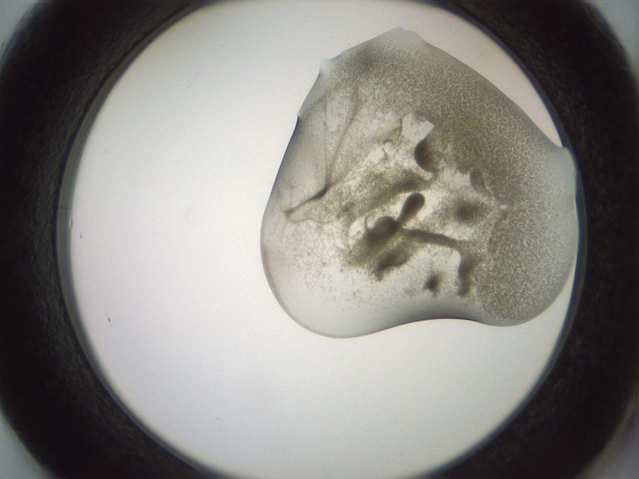 folderID15_plateID2015_batchID8963_wellNum61_profileID1_d2_r135587_ef.jpg