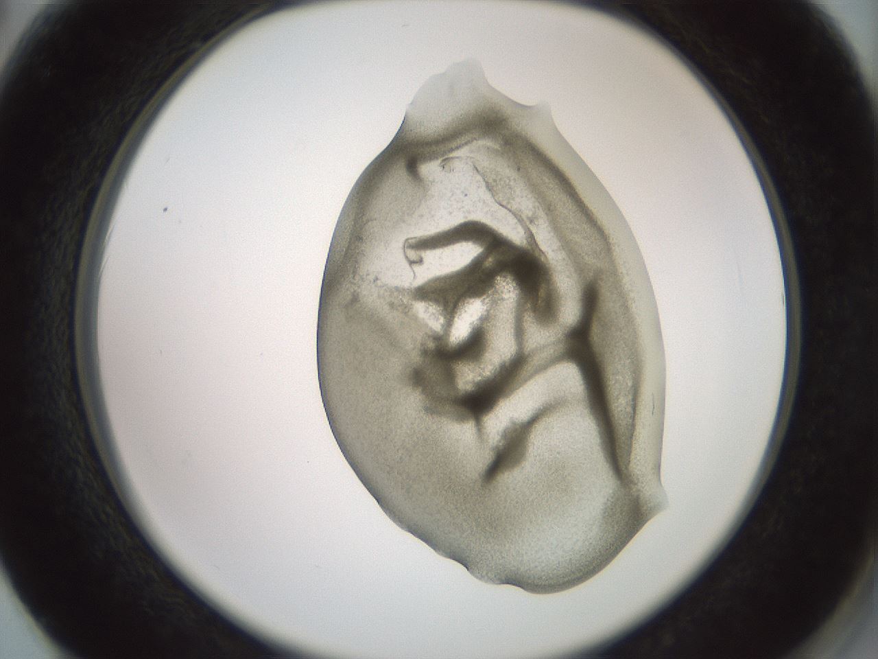 folderID15_plateID2015_batchID8963_wellNum62_profileID1_d2_r135589_ef.jpg