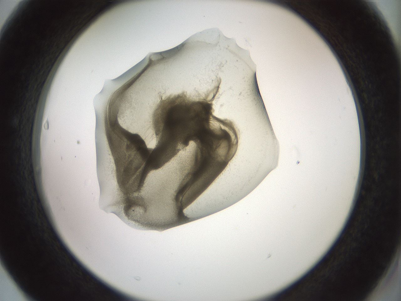 folderID15_plateID2015_batchID8963_wellNum63_profileID1_d2_r135591_ef.jpg