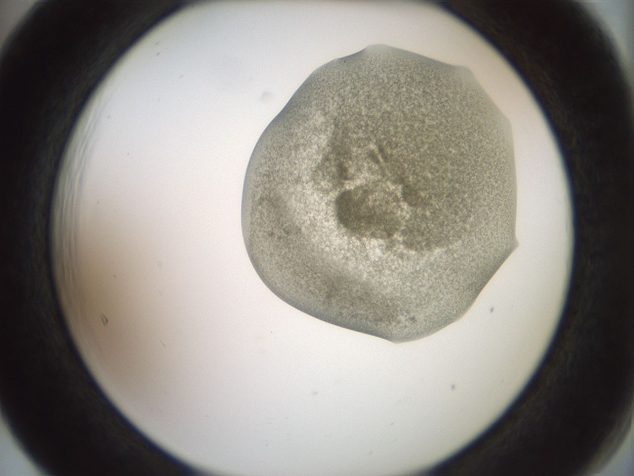 folderID15_plateID2015_batchID8963_wellNum65_profileID1_d2_r135595_ef.jpg
