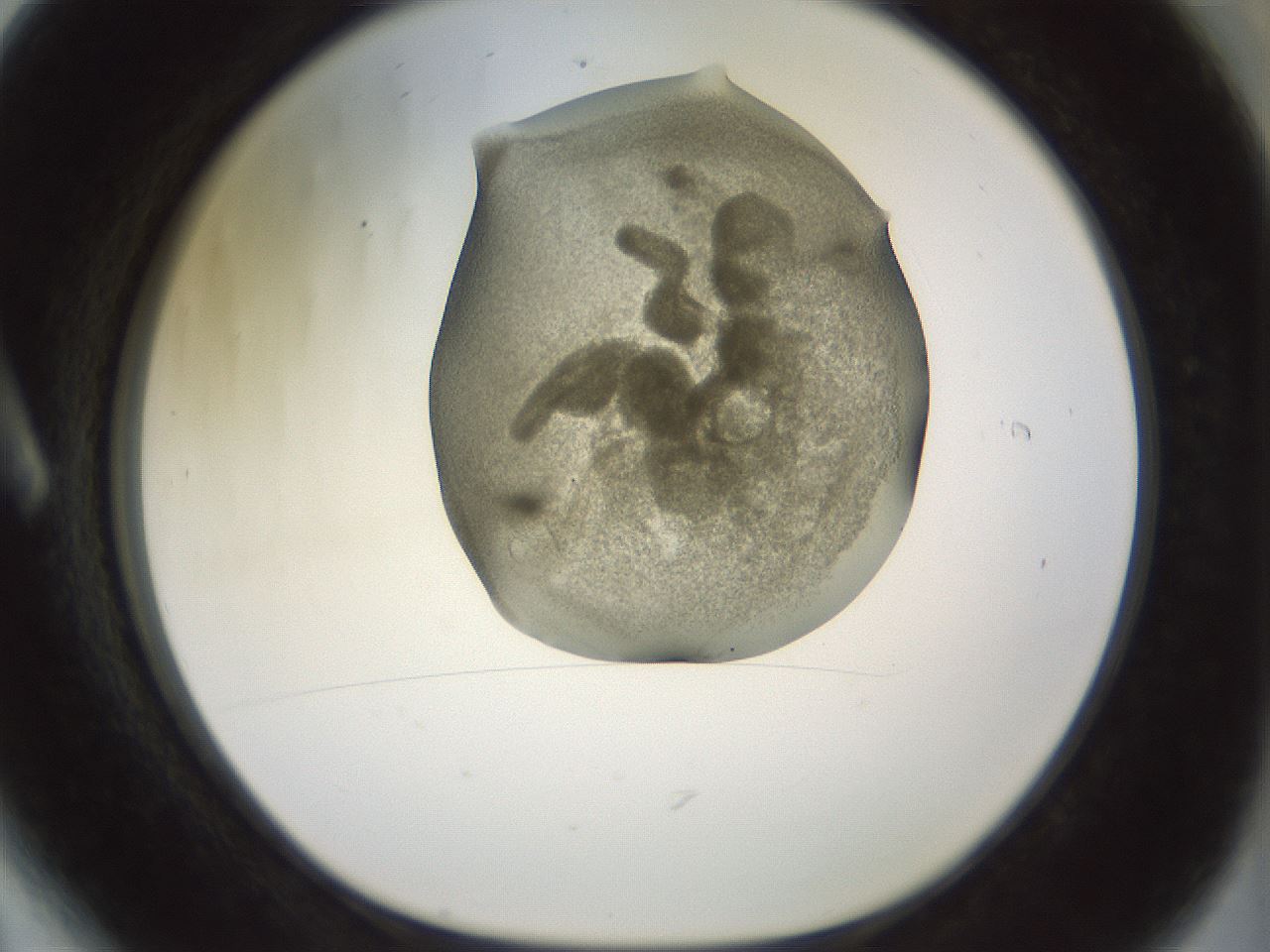 folderID15_plateID2015_batchID8963_wellNum6_profileID1_d1_r135476_ef.jpg