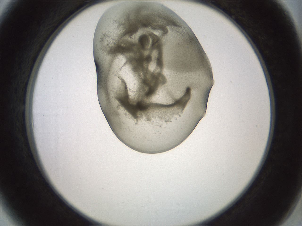 folderID15_plateID2015_batchID8963_wellNum6_profileID1_d2_r135477_ef.jpg