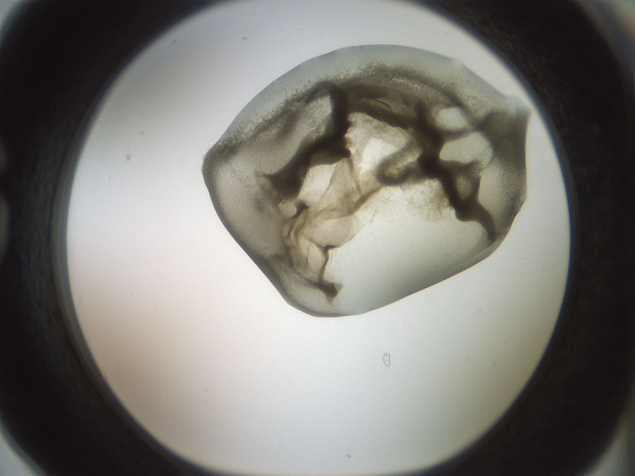 folderID15_plateID2015_batchID8963_wellNum78_profileID1_d1_r135620_ef.jpg