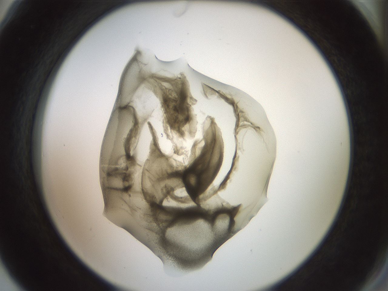 folderID15_plateID2015_batchID8963_wellNum78_profileID1_d2_r135621_ef.jpg