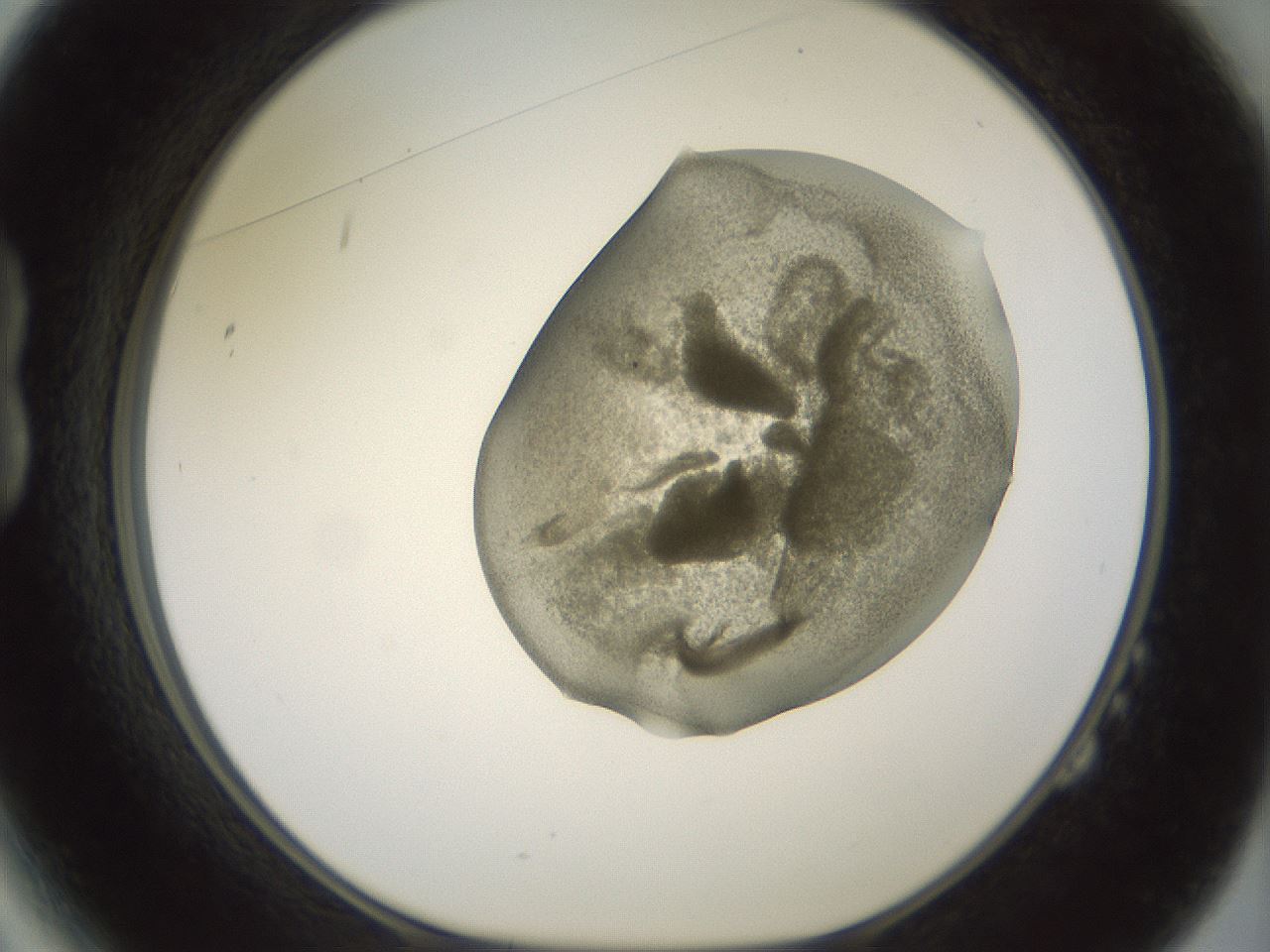 folderID15_plateID2015_batchID8963_wellNum14_profileID1_d1_r135492_ef.jpg