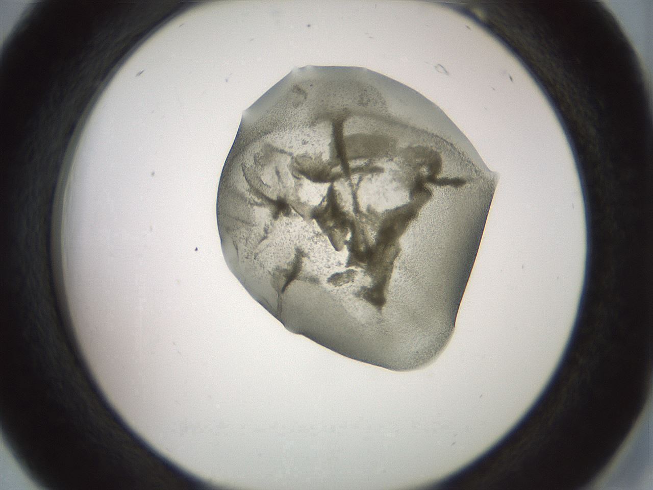 folderID15_plateID2015_batchID8963_wellNum18_profileID1_d2_r135501_ef.jpg