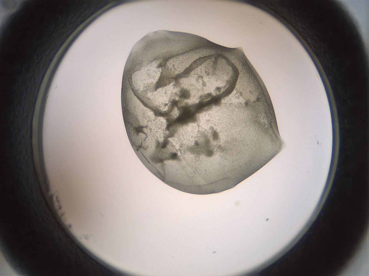 folderID15_plateID2015_batchID8963_wellNum23_profileID1_d2_r135511_ef.jpg