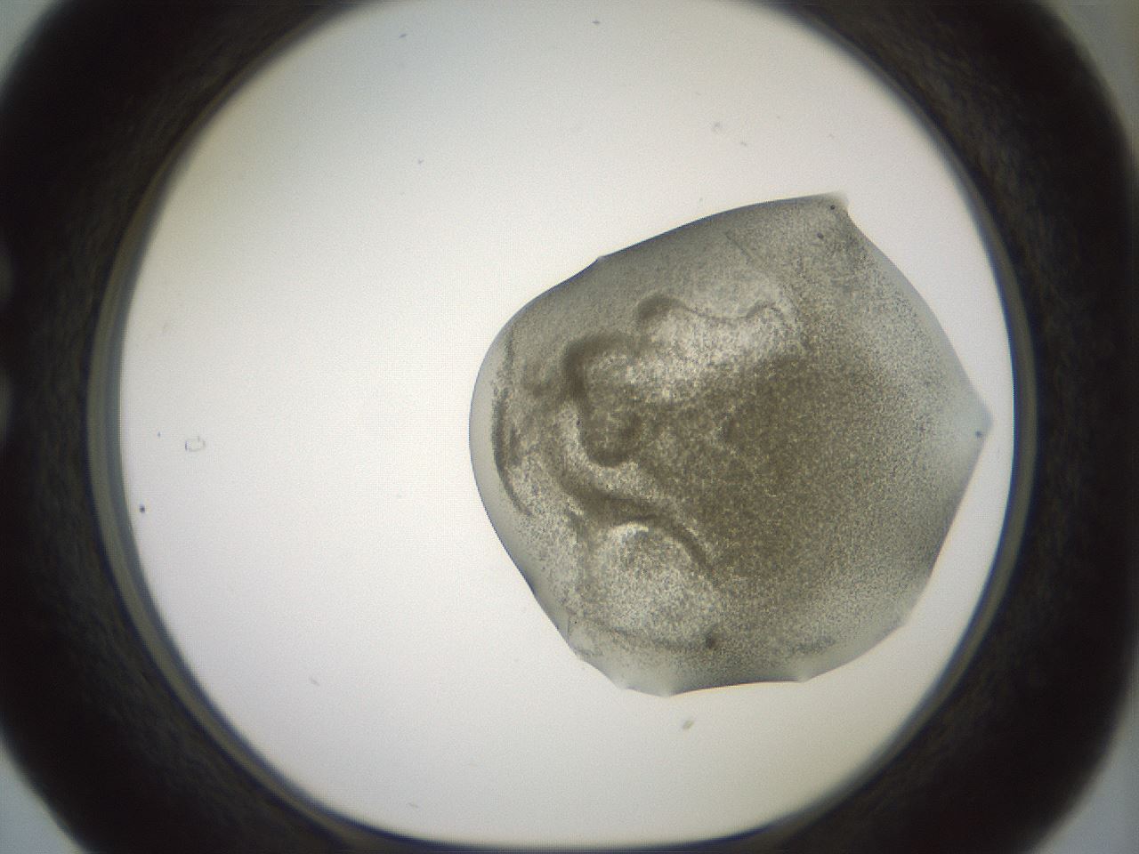 folderID15_plateID2015_batchID8963_wellNum29_profileID1_d1_r135522_ef.jpg