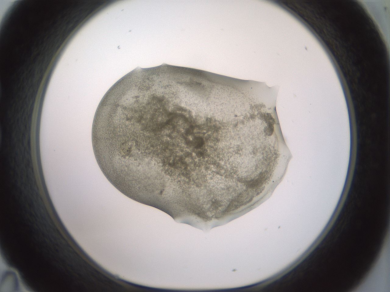 folderID15_plateID2015_batchID8963_wellNum35_profileID1_d1_r135534_ef.jpg