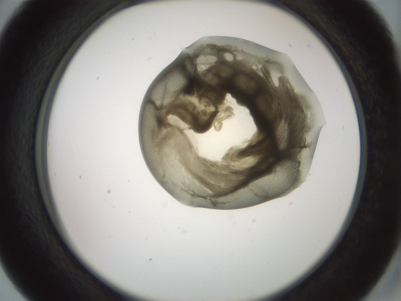 folderID15_plateID2015_batchID8963_wellNum41_profileID1_d2_r135547_ef.jpg