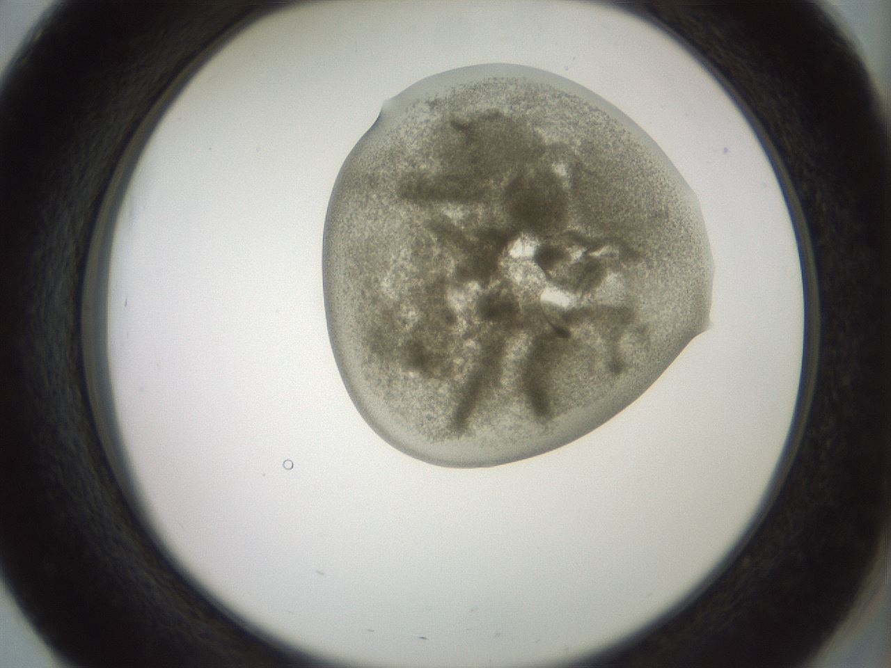 folderID15_plateID2015_batchID8963_wellNum51_profileID1_d2_r135567_ef.jpg